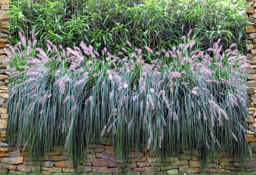 Graswand - Bedruckter Sichtschutz Streifen individueller Zaundruck