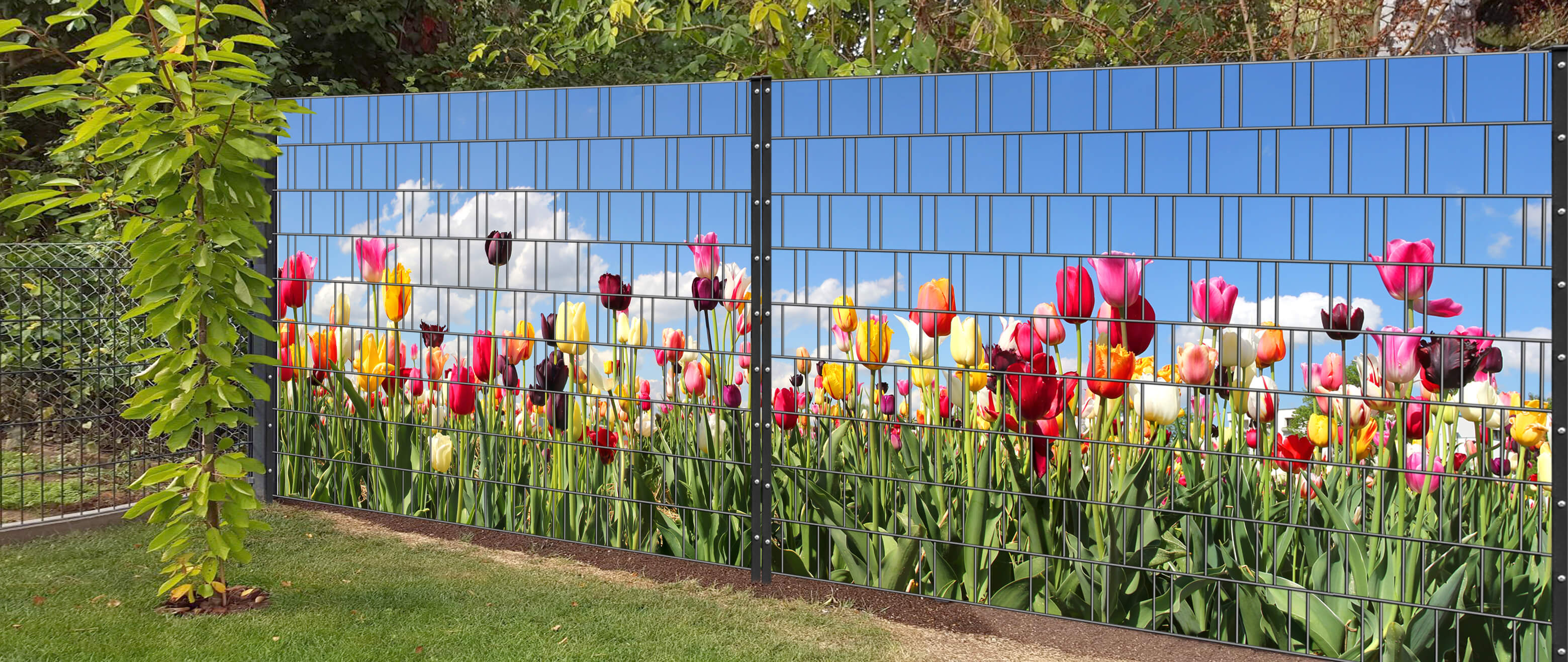 Blume, Pflanze, Draußen, Natur, Garten