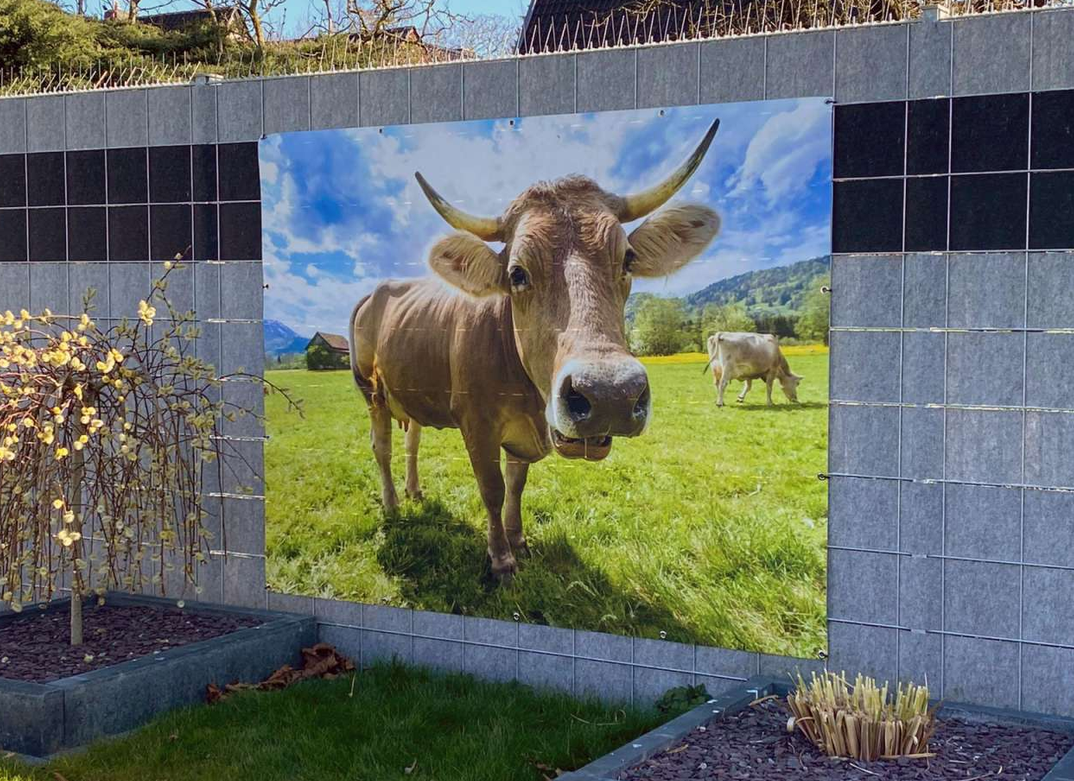 Kuh, Fototapete, Tierbild, Grasfeld, Outdoor-Deko