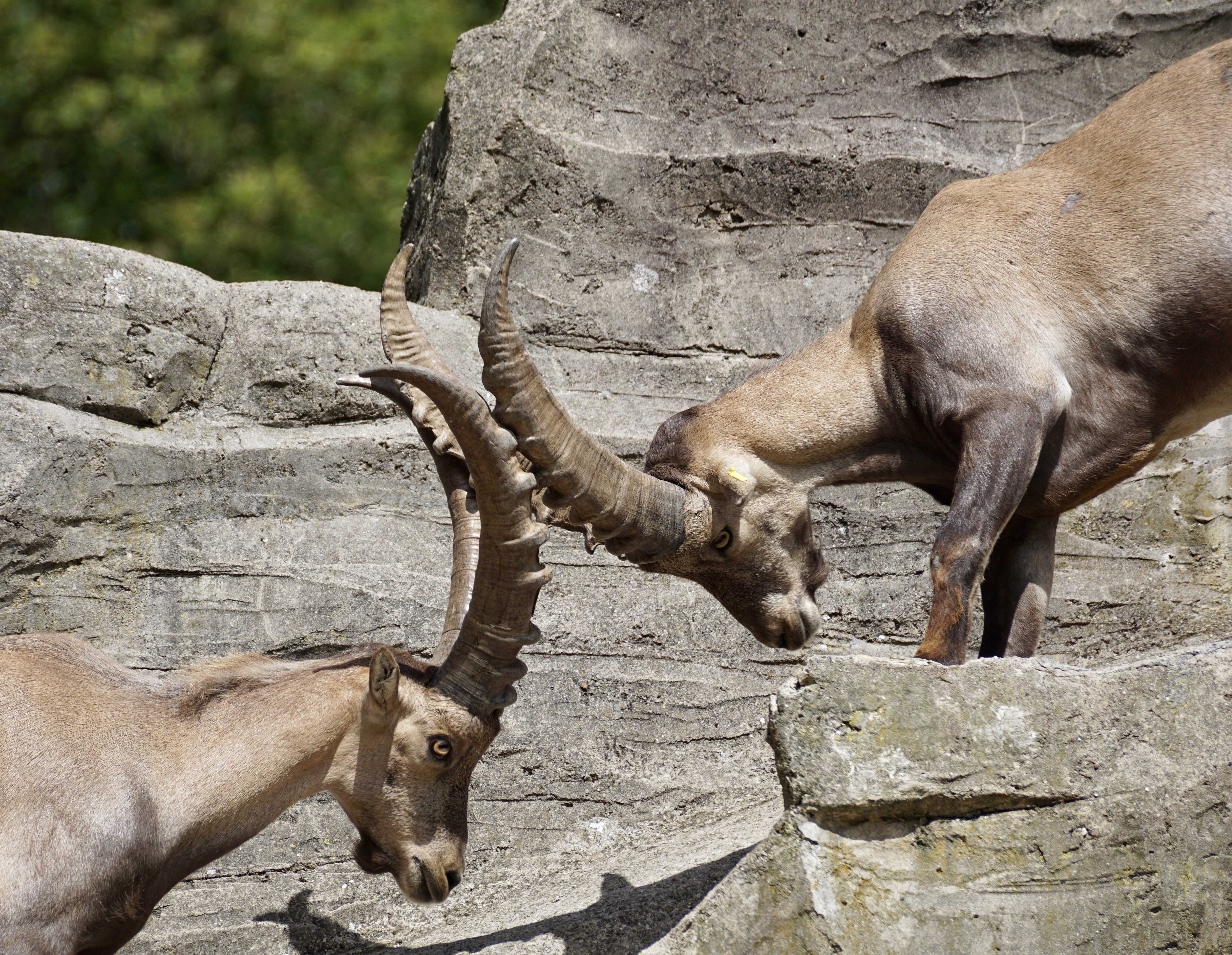 Zaunposter Steinböck – Gartenposter in Steinoptik