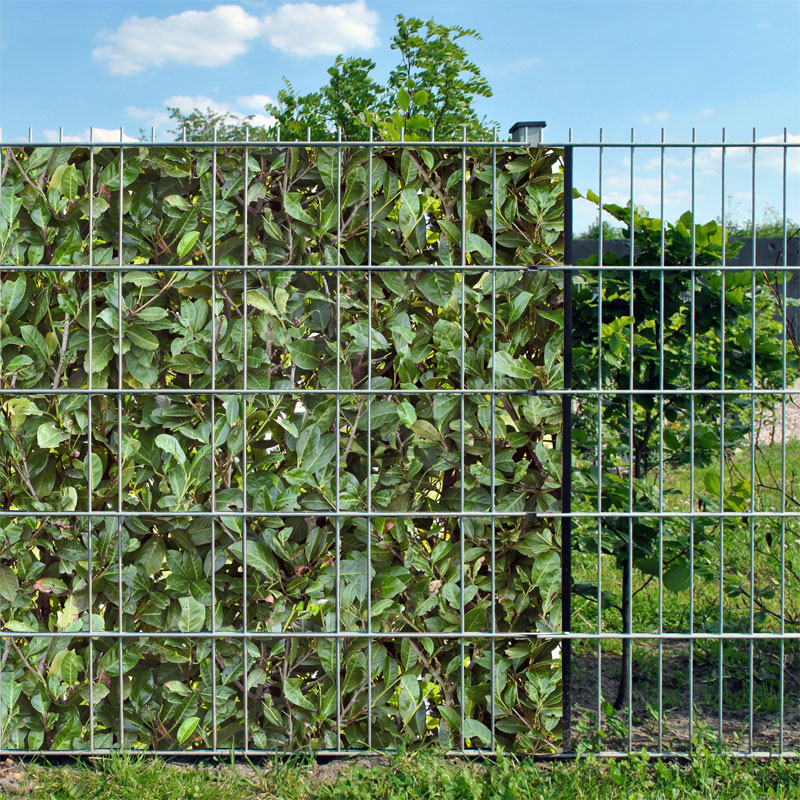 4260388390223_Kirschlorbeer_Bedruckter_Zaun_Sichtschutz_Streifen_3 Kirschlorbeer - Bedruckter Sichtschutz Zaunstreifen