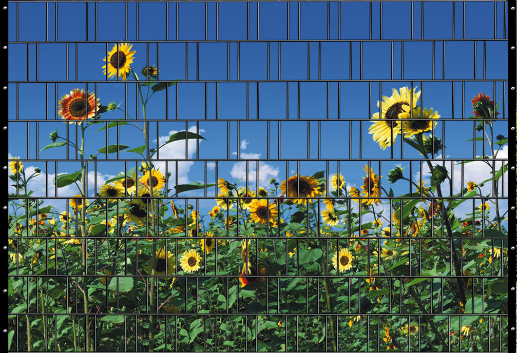 Sonnenblumen, Feld, Agrarlandschaft, Blauer Himmel, Pflanzen