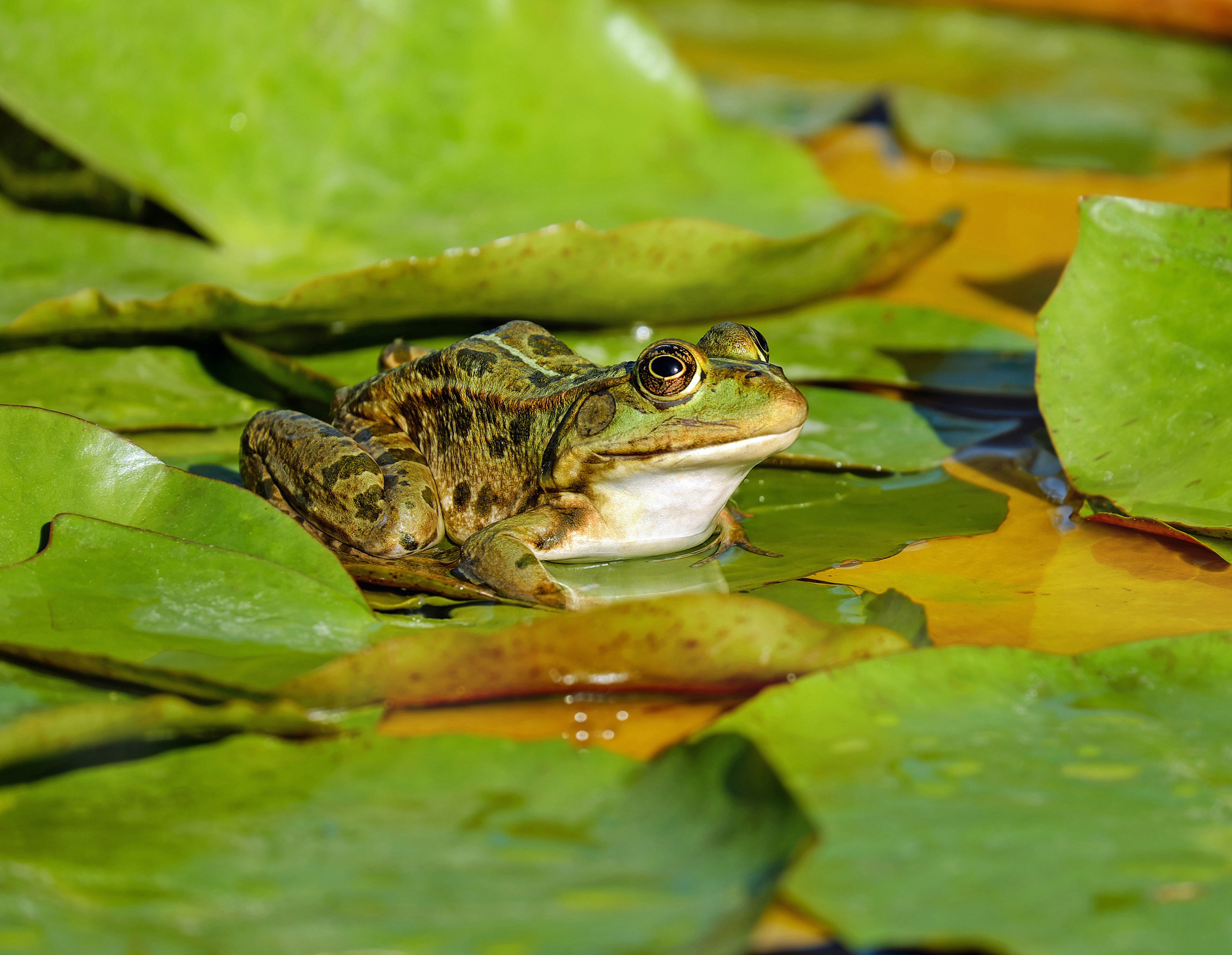 Zaunposter Frosch – Gartenposter mit Tiermotiv