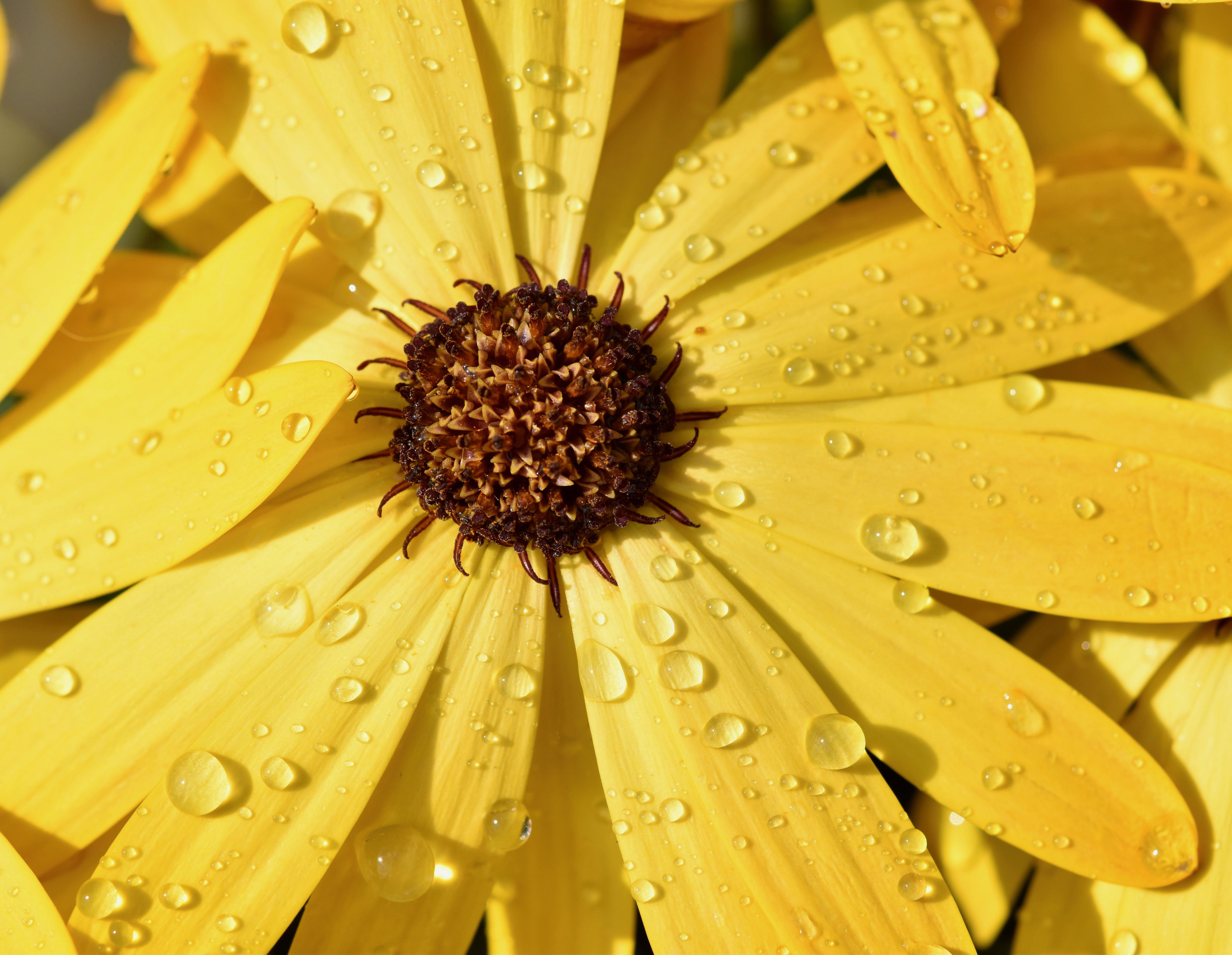 Zaunposter & Gartenposter Blütenblätter 