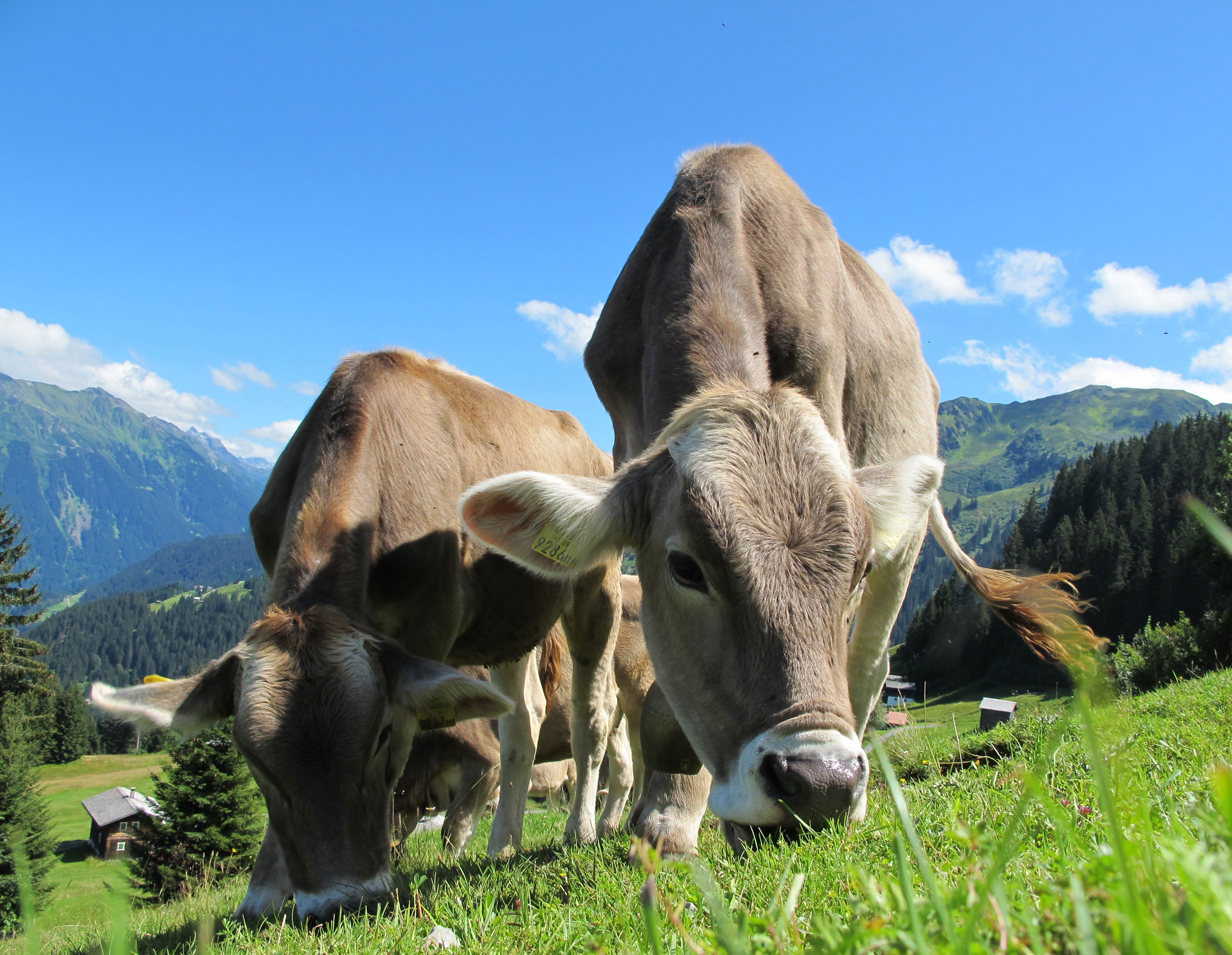200x155_cows-203460 Zaunposter & Gartenposter