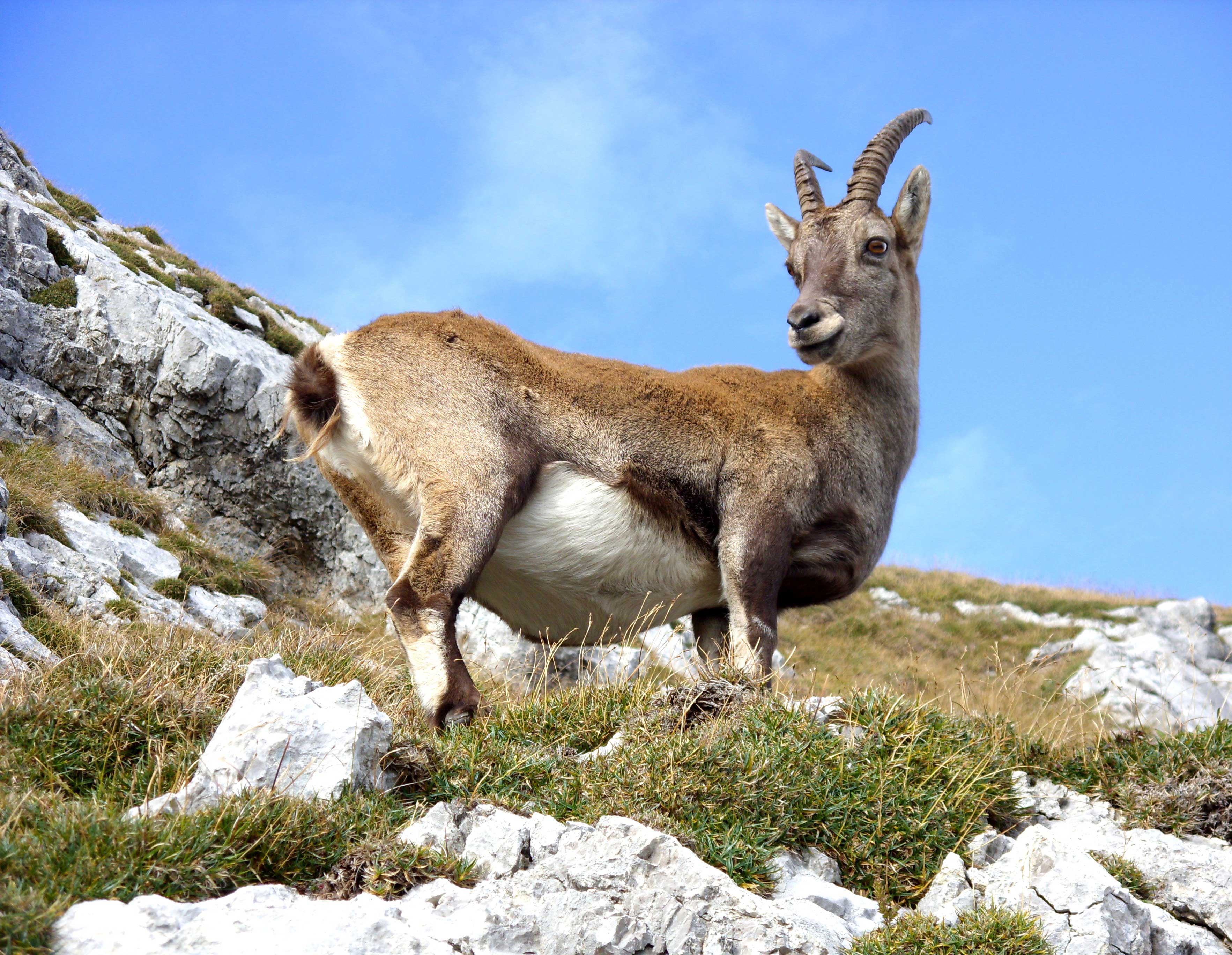 200x155_goat-940896 Zaunposter & Gartenposter