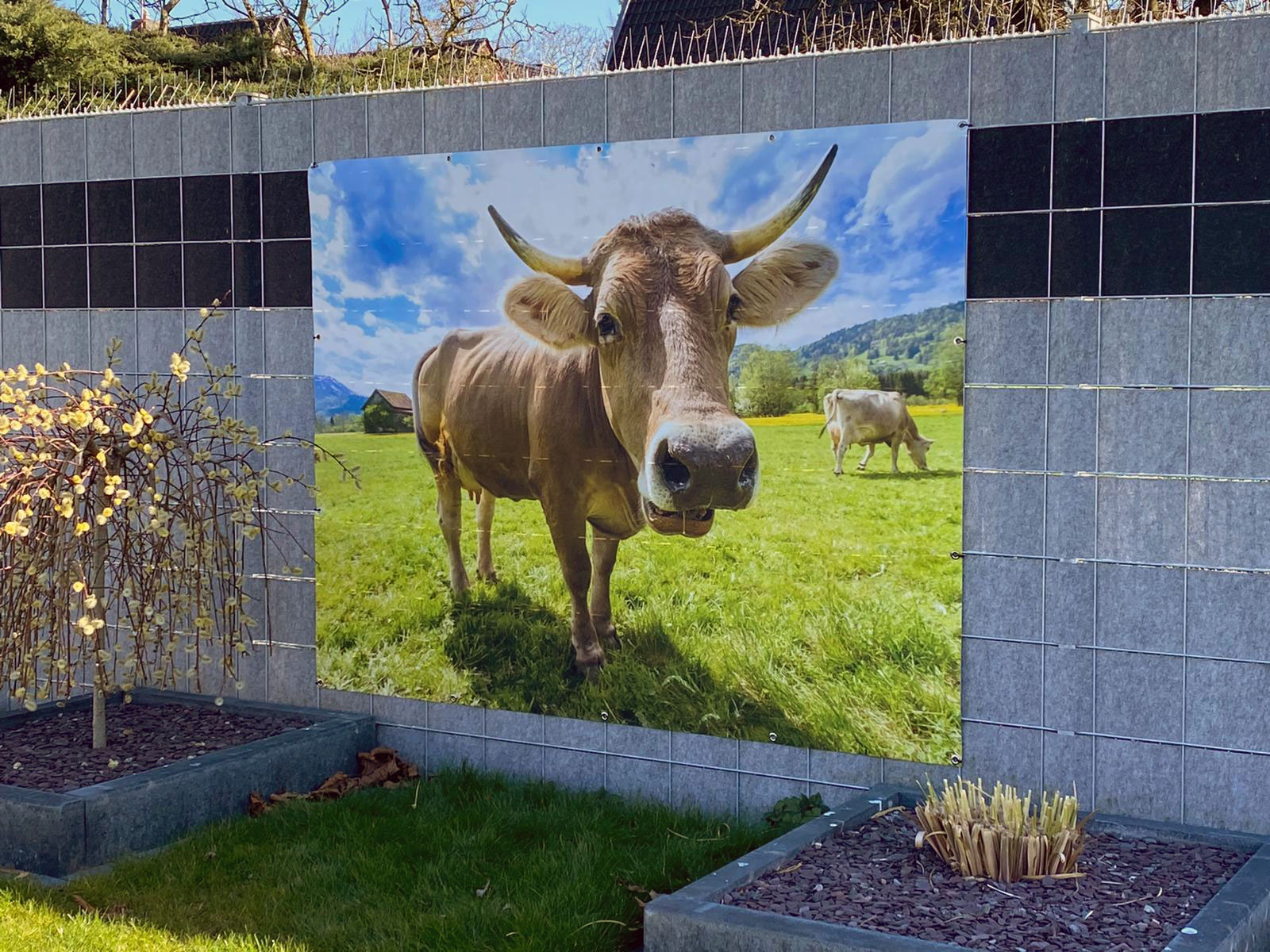 kuh-Image-2020-03-24-at-10-53-44 Zaunposter Garten Banner Outdoor Motiv Kuh Größe 200 x 155 cm